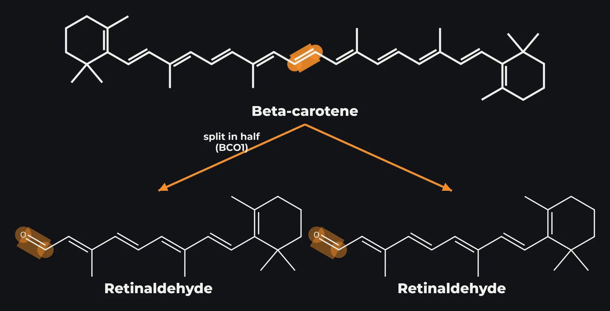 Beta-carotene split in half by the enzyme BCO1 into two retinaldehyde molecules