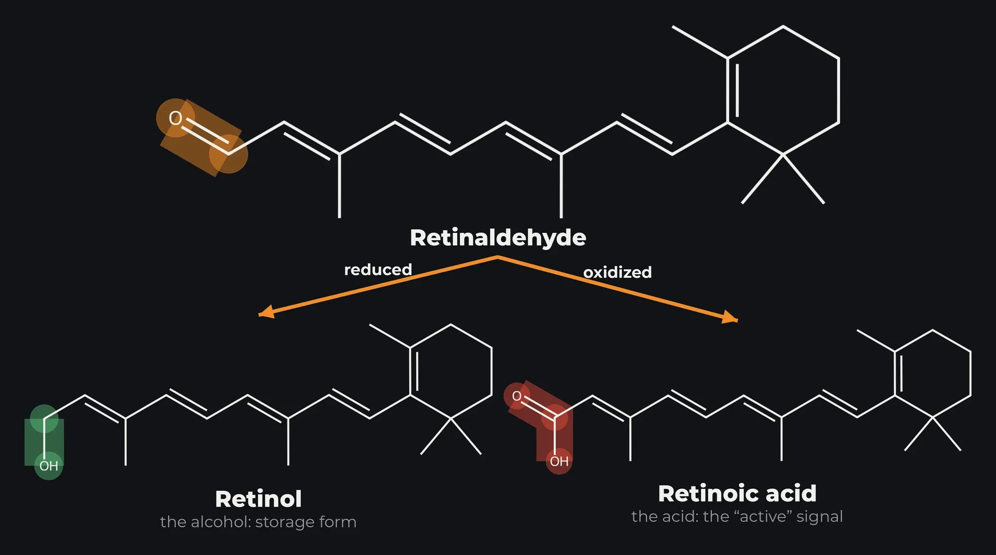 Retinaldehyde reduced to retinol, or oxidized to retinoic acid