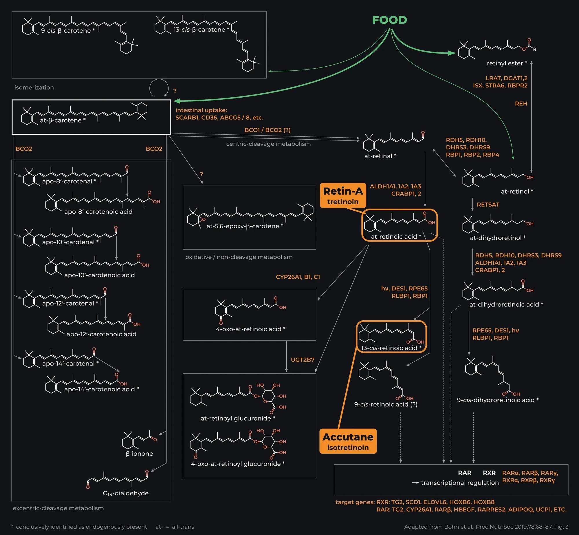 Map of beta-carotene metabolism adapted from Bohn et al. 2019: food supplies beta-carotene and retinyl esters; beta-carotene is isomerized, cleaved centrally (BCO1) to retinal or eccentrically (BCO2) to apocarotenals and acids, or oxidized; retinal is reduced to retinol or oxidized to all-trans-retinoic acid (Retin-A, tretinoin), which isomerizes to 13-cis-retinoic acid (Accutane, isotretinoin) and 9-cis-retinoic acid, is broken down via CYP26 and glucuronidation, and acts through RAR and RXR receptors