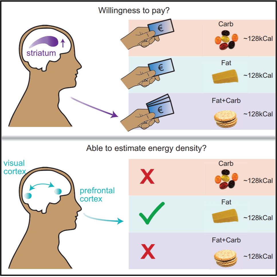 Is the Combo of Carbs and Fats Duping Your Brain.. and Diet?