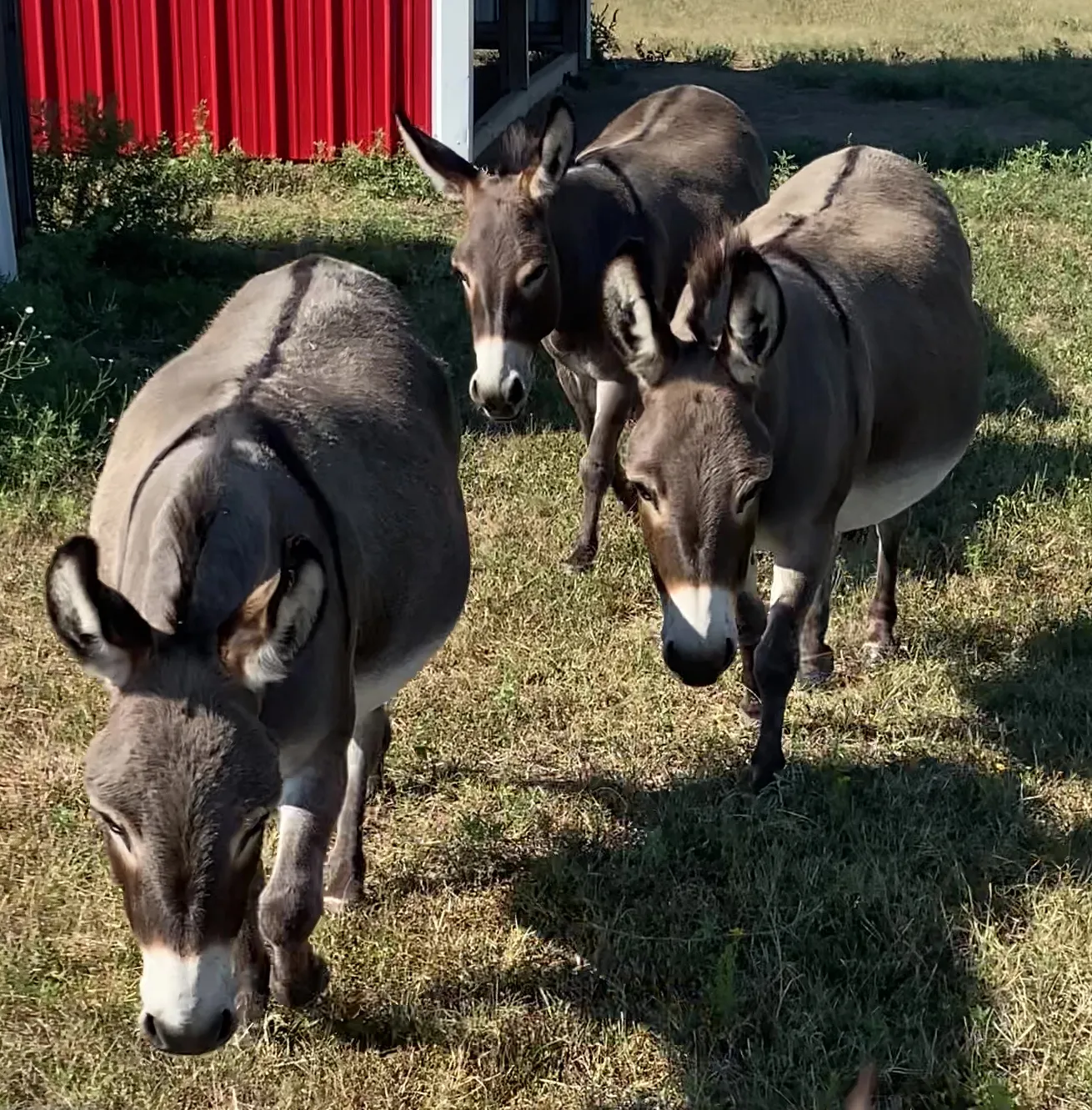 Daisy, Dixie, and Dolly, the neighbors' donkeys