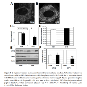 BHB Improves Mitochondrial Health