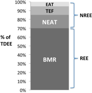Components of Total Daily Energy Expenditure (TDEE)