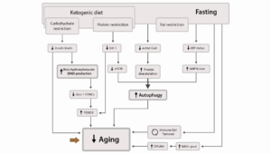 Keto Diet and Aging